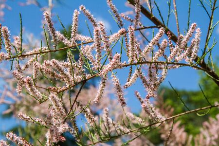 The Tamarisk (Tamarix) plant blooming in springの写真素材