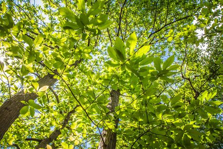The Sweet chestnut Castanea sativa tree seen upwardsの写真素材