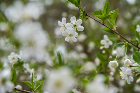 Cherry tree blooming in spring