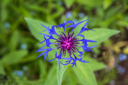Centaurea flower blooming in close upの写真素材