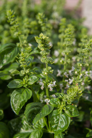Basil growing in a garden, blooming flowers visibleの写真素材