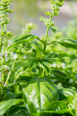 Basil growing in a garden, blooming flowers visibleの写真素材