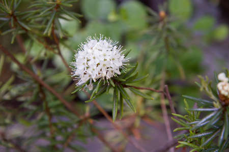 Marsh Labrador tea (Rhododendron tomentosum) plant blooming with white flowersの写真素材