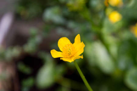 Marsh-marigold (Caltha palustris) blooming with yellow flowersの写真素材