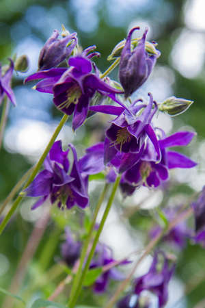 European columbine (Aquilegia vulgaris) blooming in a garden, seen upwardsの写真素材