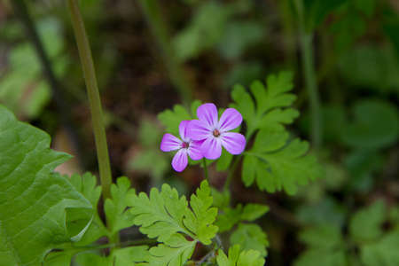 Meadow crane's-bill (Geranium pratense) plant growing in a gardenの写真素材