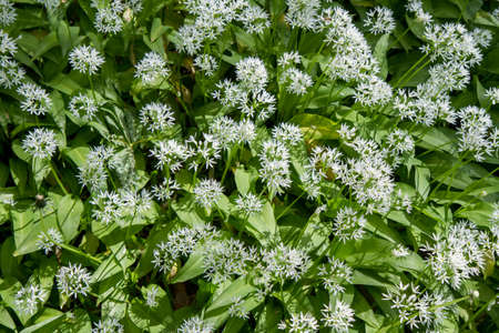 Wild garlic (Allium ursinum) plant blooming in a garden