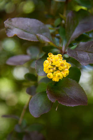 Barberry (Berberis chopinii Mazurek) shrub blooming in a garden