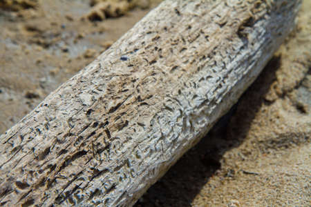 Log on a sandy river bankの写真素材