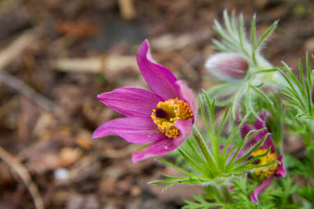 The pasque flower blooming in a garden