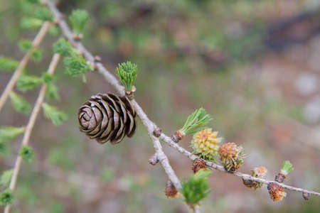 Larch branch in early spring with fresh foliage and cones growing out