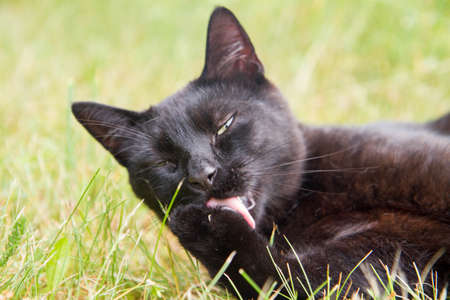 Black cat among grass in a garden, licking its pawの写真素材