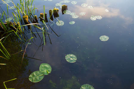 Surface of a lake seen from above with simplestem bur-reed and leaves of yellow waterlily plants...
