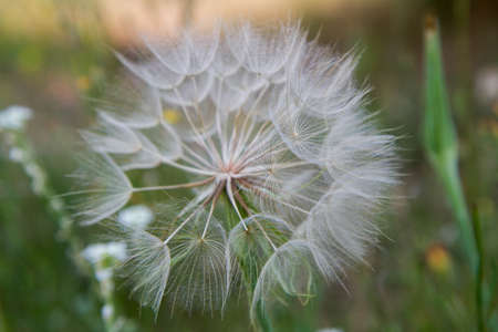 Big blowball in a meadow in close up