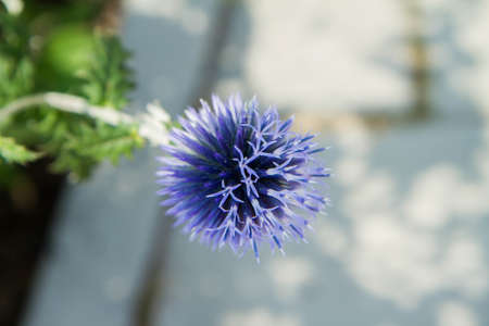 The Globe thistles (Echinops) plant bloomingの写真素材