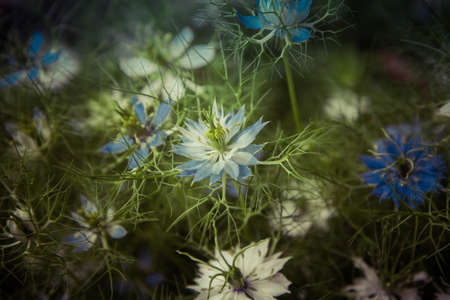 Nigella (devil-in-a-bush) plant blooming in a gardenの写真素材