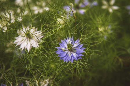 Nigella (devil-in-a-bush) plant blooming in a garden