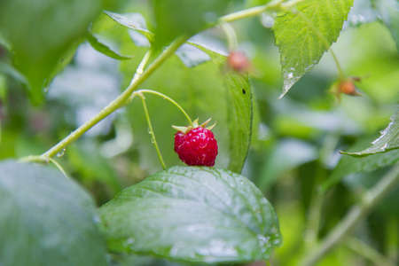 Raspberry fruit on a branch, some ripe, in close up