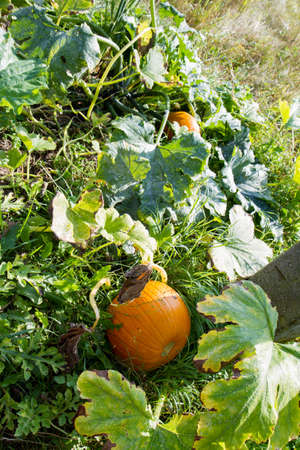 Pumpkin being grown in a garden in late summerの写真素材