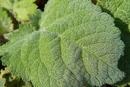 The clary sage (Salvia sclarea) plant leaves in close up plant leaves in close up
