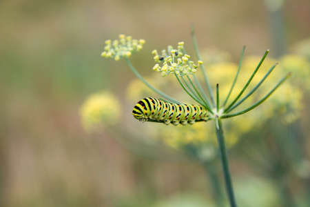 Old World swallowtail Caterpillar on a Fennel plant