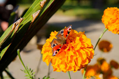 butterfly on a marigold flower in the summer gardenの写真素材