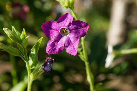 Close-up of a purple petunia flower in the garden.の写真素材