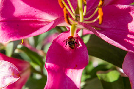 Honey bee collecting pollen from pink lily flower in garden.の写真素材