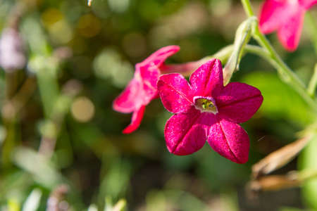 Close up of a red flower in the garden on a sunny dayの写真素材