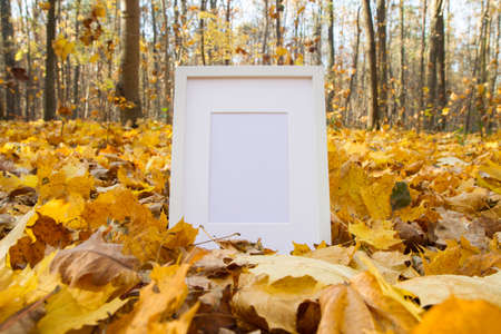 White photo frame on yellow maple leaves in autumn park. Mockup for your design