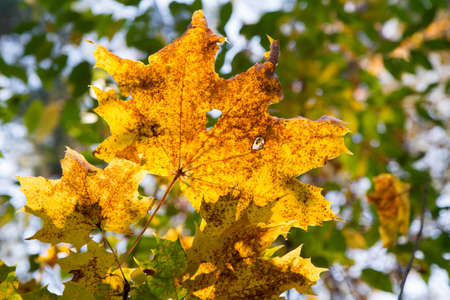 Yellow maple leaves on the background of the autumn forest, close-up