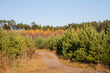 Footpath in a forest in autumnの写真素材