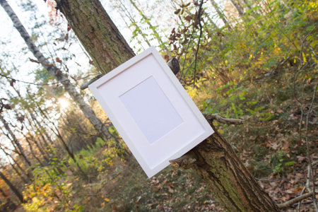 Blank white picture frame on a tree in autumnの写真素材