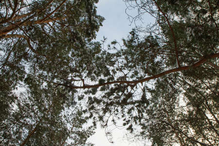 Pine forest seen upwards against the sky in winter, with some snow on the branches