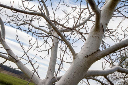 Tree without leaves in the field, close-up. High quality photoの写真素材