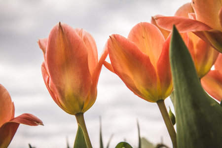 Blooming tulips upwards, against the skyの写真素材