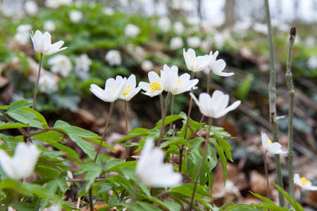 Anemone white flowers blooming in spring in a forest