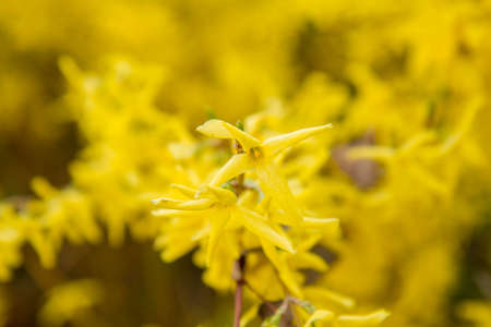Forsythia plant blooming in spring in close upの写真素材