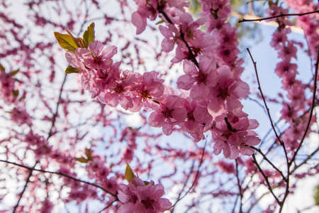Cherry blossom in full bloom in spring - close up flowers against the sky
