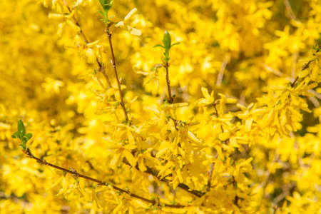 Forsythia plant blooming in spring in close upの写真素材