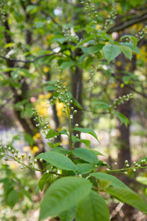 Close-up of a branch of bird cherry (Prunus padus).