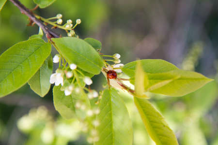 Ladybug on a branch of a blossoming cherry tree in spring
