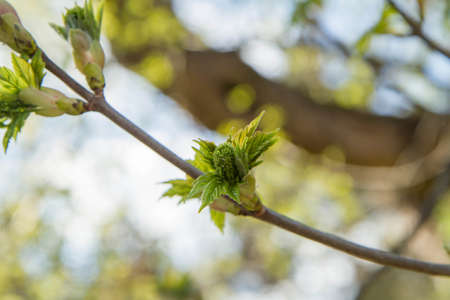 Buds on a tree in the spring. Selective focus.の写真素材