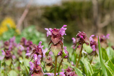 The red dead-nettle (Lamium purpureum) blooming in a gardenの写真素材