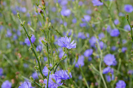 Blue flowers of chicory (Cichorium intybus).の写真素材
