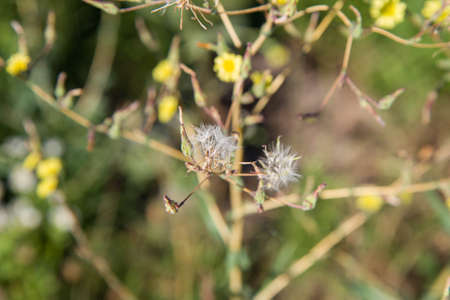 A closeup shot of a green plant with a blurred background.