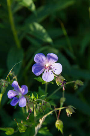 Geranium sylvaticum, commonly known as cranesbill, is a species of flowering plant in the genus...