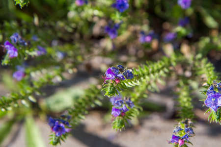 Viper's bugloss plant blooming in a meadowの写真素材