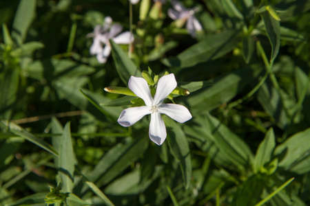White flower of Periwinkle (lat. Periwinkle)の写真素材