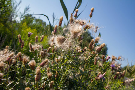 Creeping thistle in a meadow in late summer - fluffy seeds visibleの写真素材